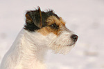 Parson Russell Terrier Portrait