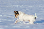 Parson Russell Terrier rennt durch den Schnee / prt running through snow