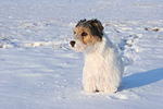 Parson Russell Terrier im Schnee / prt in snow