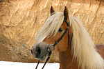 Haflinger Portrait / haflinger horse portrait