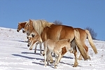 Haflinger / haflinger horses