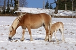 Haflinger / haflinger horse