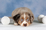 Miniature Australian Shepherd Welpe / miniature australian shepherd puppy