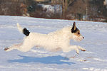 Parson Russell Terrier rennt durch den Schnee / prt running through snow