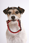 Parson Russell Terrier