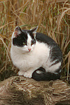 liegende Hauskatze / lying domestic cat