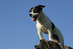 Jack Russell Terrier