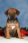 Rhodesian Ridgeback Welpe / rhodesian ridgeback puppy