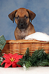 Rhodesian Ridgeback Welpe / rhodesian ridgeback puppy