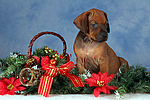 Rhodesian Ridgeback Welpe / rhodesian ridgeback puppy