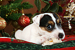 Parson Russell Terrier Welpe zu Weihnachten / PRT puppy at christmas