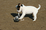 Parson Russell Terrier Welpe / parson russell terrier puppy