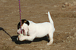 Parson Russell Terrier Welpe / parson russell terrier puppy