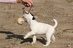 Parson Russell Terrier Welpe / parson russell terrier puppy