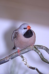 Zebrafink / zebra-finch