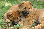 Harzer Fuchs Welpen / Harzer Fuchs puppies