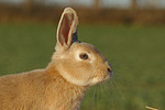 Zwergkaninchen / dwarf rabbit