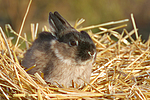 Zwergkaninchen / dwarf rabbit