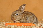 Zwergkaninchen / dwarf rabbit