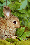 junges Zwergkaninchen / young dwarf rabbit