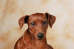 Rehpinscher / miniature pinscher