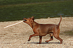 Rehpinscher / miniature pinscher