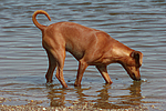 Rehpinscher / miniature pinscher