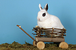 Zwergkaninchen / dwarf rabbit