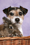 Parson Russell Terrier und Zwergkaninchen / dog and dwarf rabbit