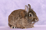 Zwergkaninchen / dwarf rabbit