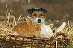 Parson Russell Terrier und Zwergkaninchen / prt and dwarf rabbit