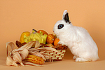 Zwergkaninchen / dwarf rabbit