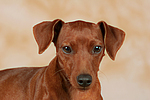 Rehpinscher / miniature pinscher