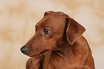 Rehpinscher / miniature pinscher