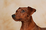 Rehpinscher / miniature pinscher