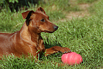 Rehpinscher / miniature pinscher