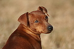 Rehpinscher / miniature pinscher