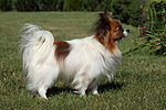 stehender Papillon / standing Papillon