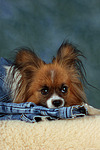 liegender Papillon / lying Papillon