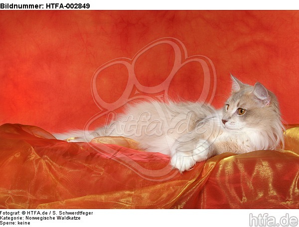 Norwegische Waldkatze / norwegian forestcat / HTFA-002849