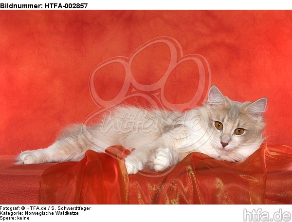 Norwegische Waldkatze / norwegian forestcat / HTFA-002857