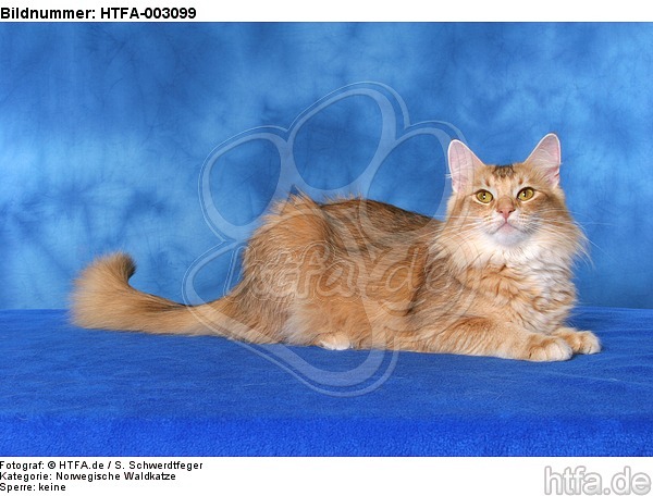 Norwegische Waldkatze / norwegian forestcat / HTFA-003099