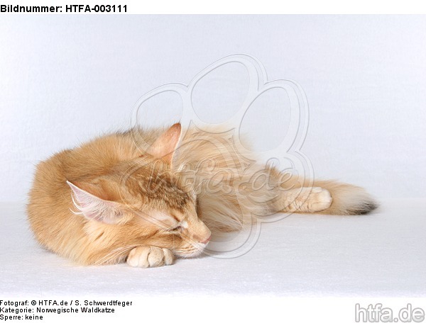 Norwegische Waldkatze / norwegian forestcat / HTFA-003111