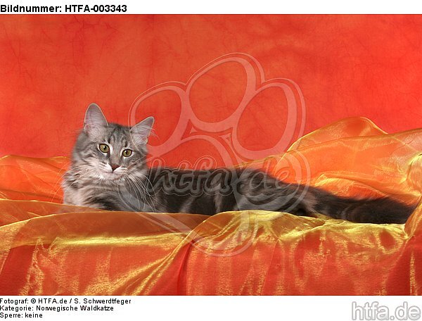 Norwegische Waldkatze / norwegian forestcat / HTFA-003343