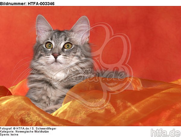 Norwegische Waldkatze / norwegian forestcat / HTFA-003346