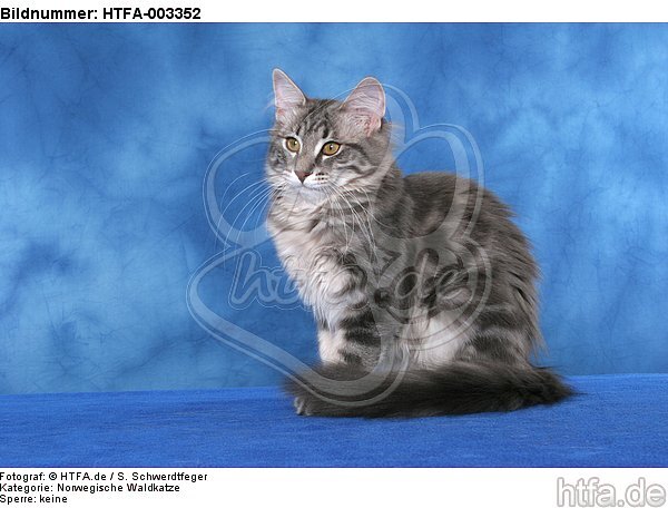 Norwegische Waldkatze / norwegian forestcat / HTFA-003352