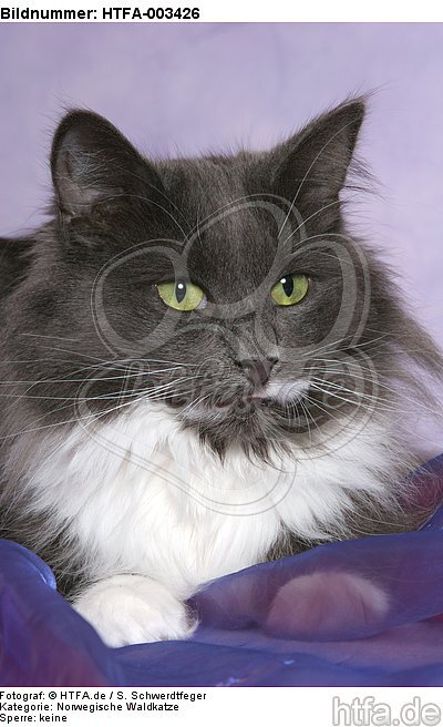 Norwegische Waldkatze / norwegian forestcat / HTFA-003426