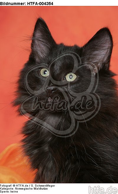 Norwegische Waldkatze Kätzchen / norwegian forestcat kitten / HTFA-004354