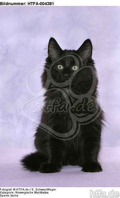 Norwegische Waldkatze Kätzchen / norwegian forestcat kitten / HTFA-004381