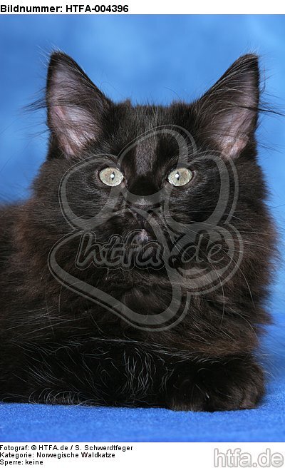 Norwegische Waldkatze Kätzchen / norwegian forestcat kitten / HTFA-004396